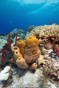Jardines reef dive, Playa del Carmen, Mexico by Antonio Venturelli 